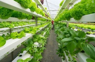 vertical farming الزراعة العمودية