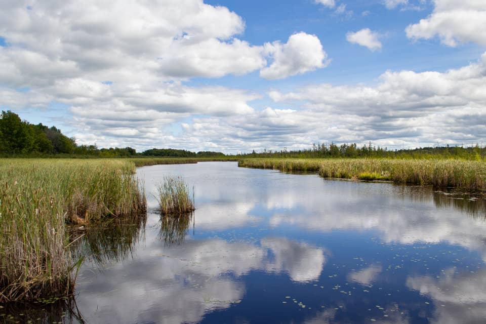 Wetland Restoration استعادة الأراضي الرطبة